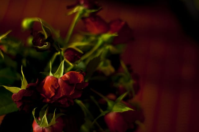 Wilted roses.