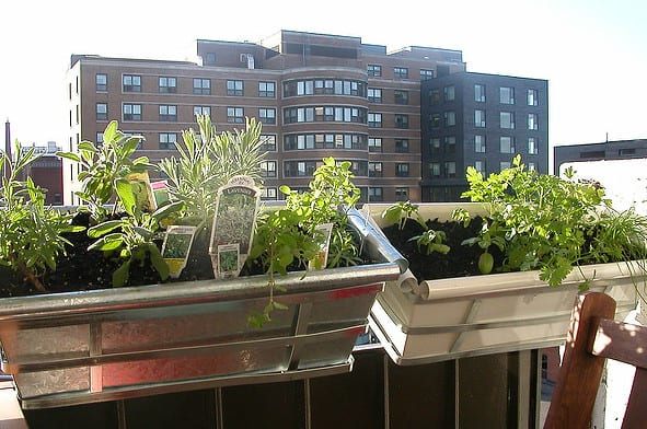 An urban herb garden.
