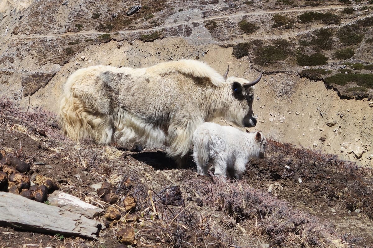 Yak and yakling causing mischief on the Annapurna circuit