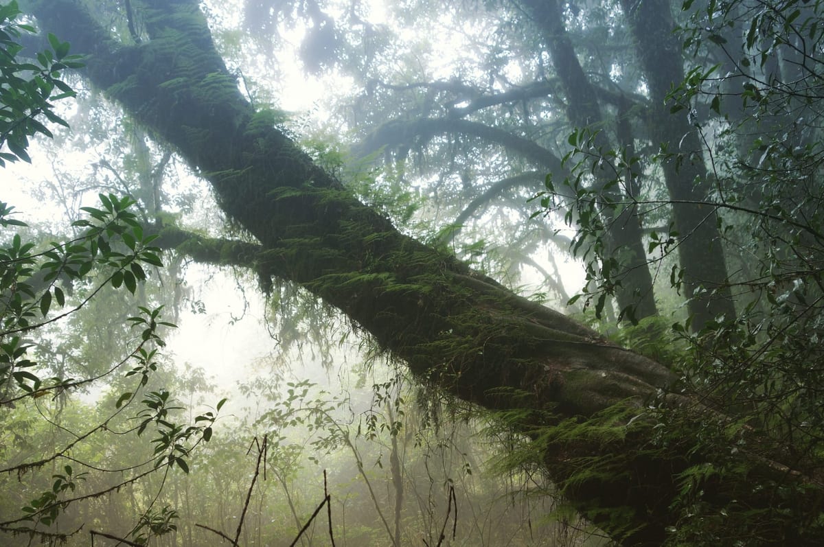 The best things in life are free - like this sweet tree