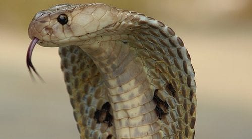The second 'Goals gone wild' failure mode: the cobra effect/Goodhart's law