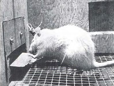 The brave new world of wireheading: A rat from the Olds and Milner experiments, 1954