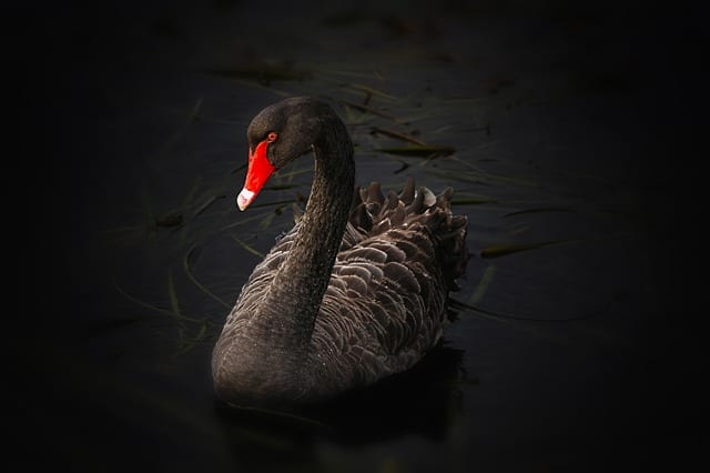 Nassim Taleb's black swan