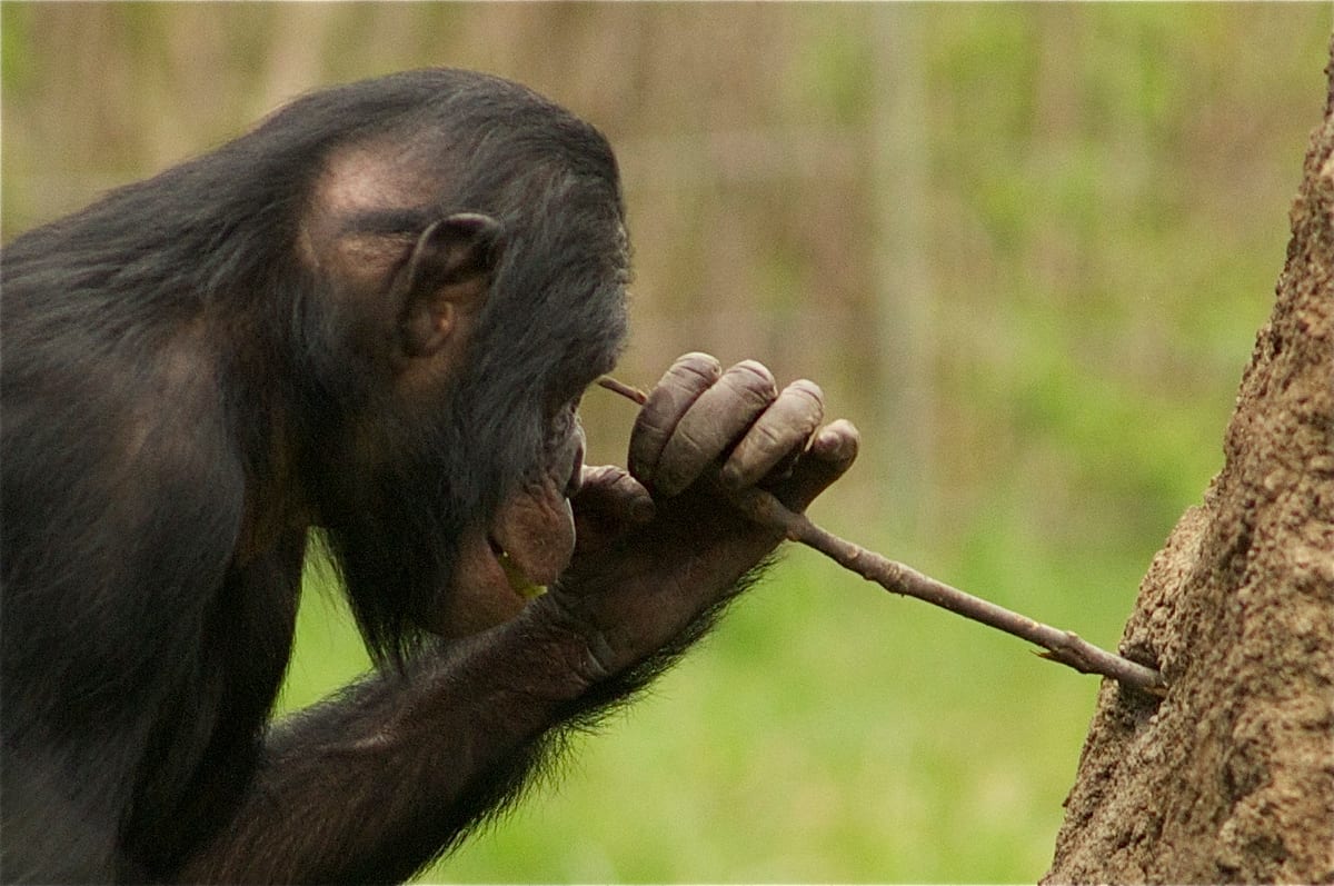 chimp poking a stick in termite mound