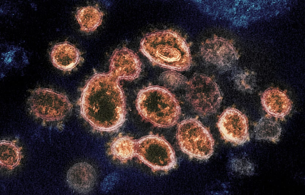 Coronavirus under the microscope