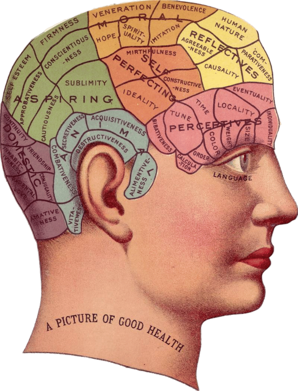 a mind divided