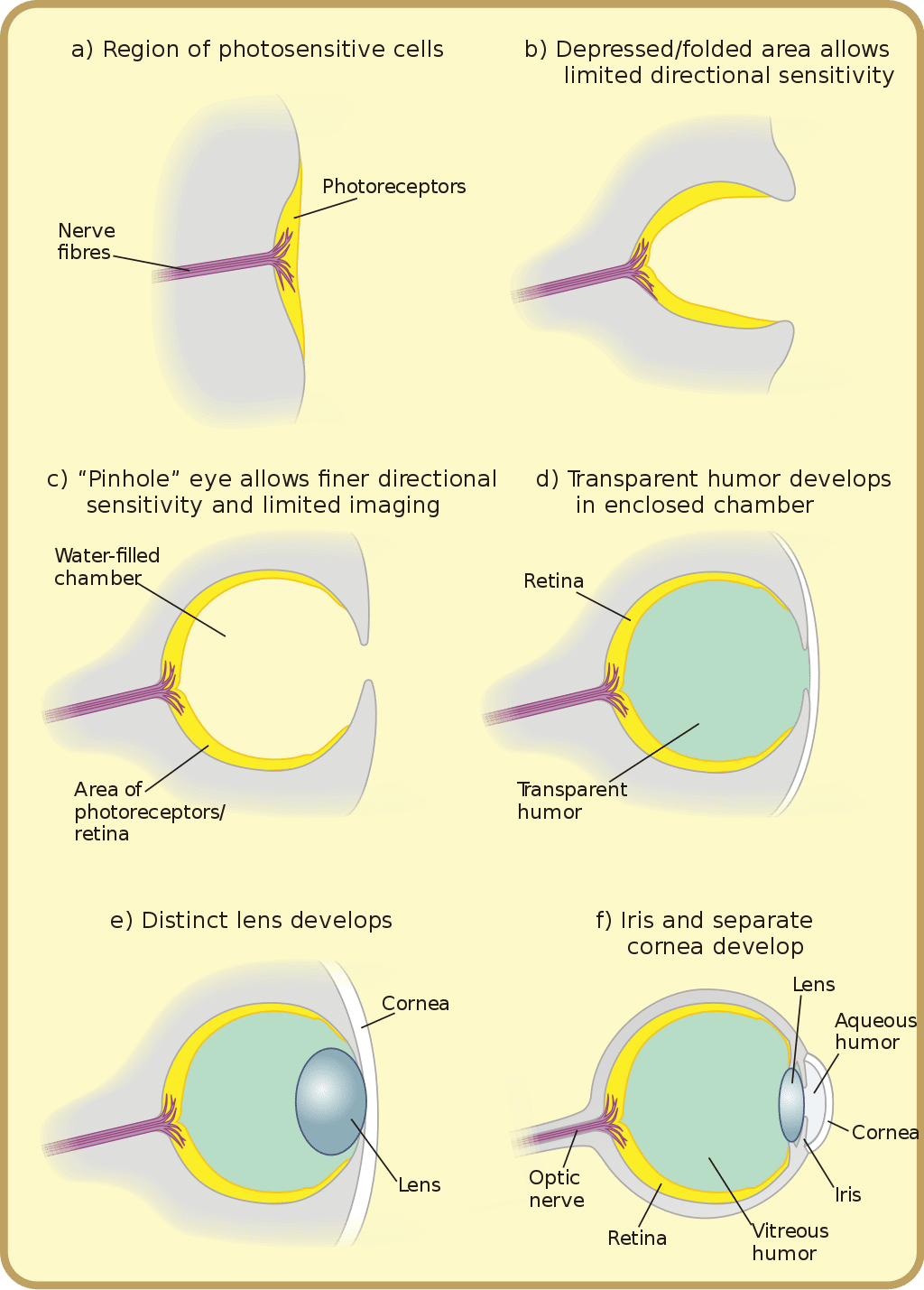 eye evolution