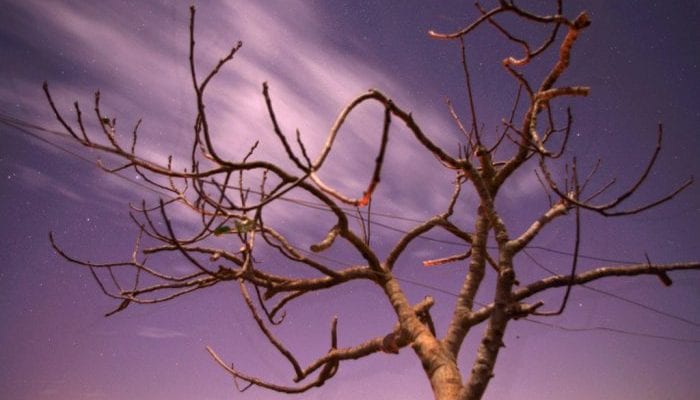 fig tree option paralysis