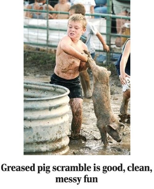 a greased pig chase in action