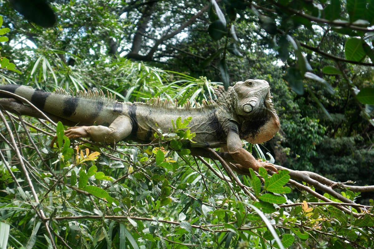 big-ass iguana in the botanic gardens