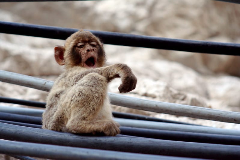 lazy monkey