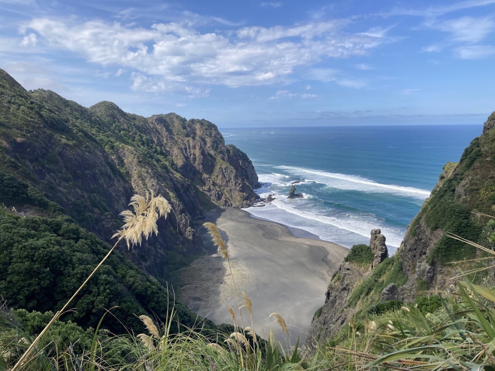 A black-sand west coast beach framed by steep bush-covered cliffs and toetoe, near Auckland
